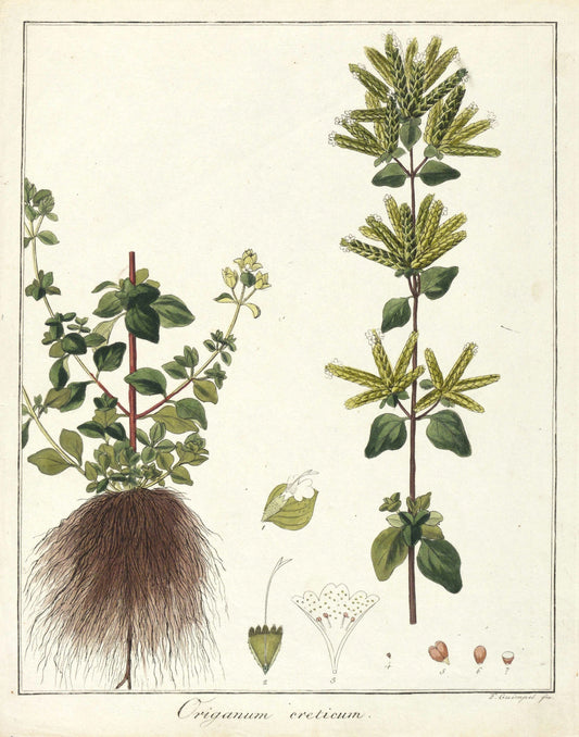 Come sgranare l'origano: guida della kitchen witch con tecniche naturali e segreti aromatici