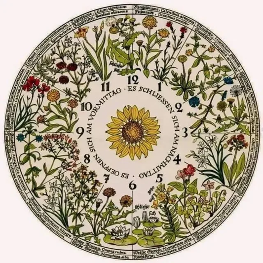 La Magia Botanica dell’orologio floreale di Linnaeus