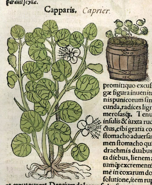 A Kitchen Witch: Guida alla Raccolta Biologica dei Capperi