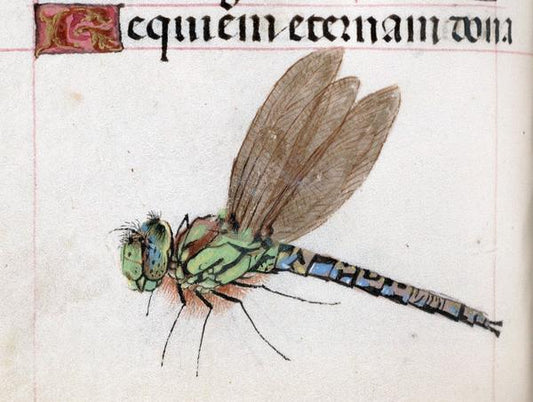 La libellula simbolo di metamorfosi, trasformazione e crescita personale nella tradizione esoterica e alchemica