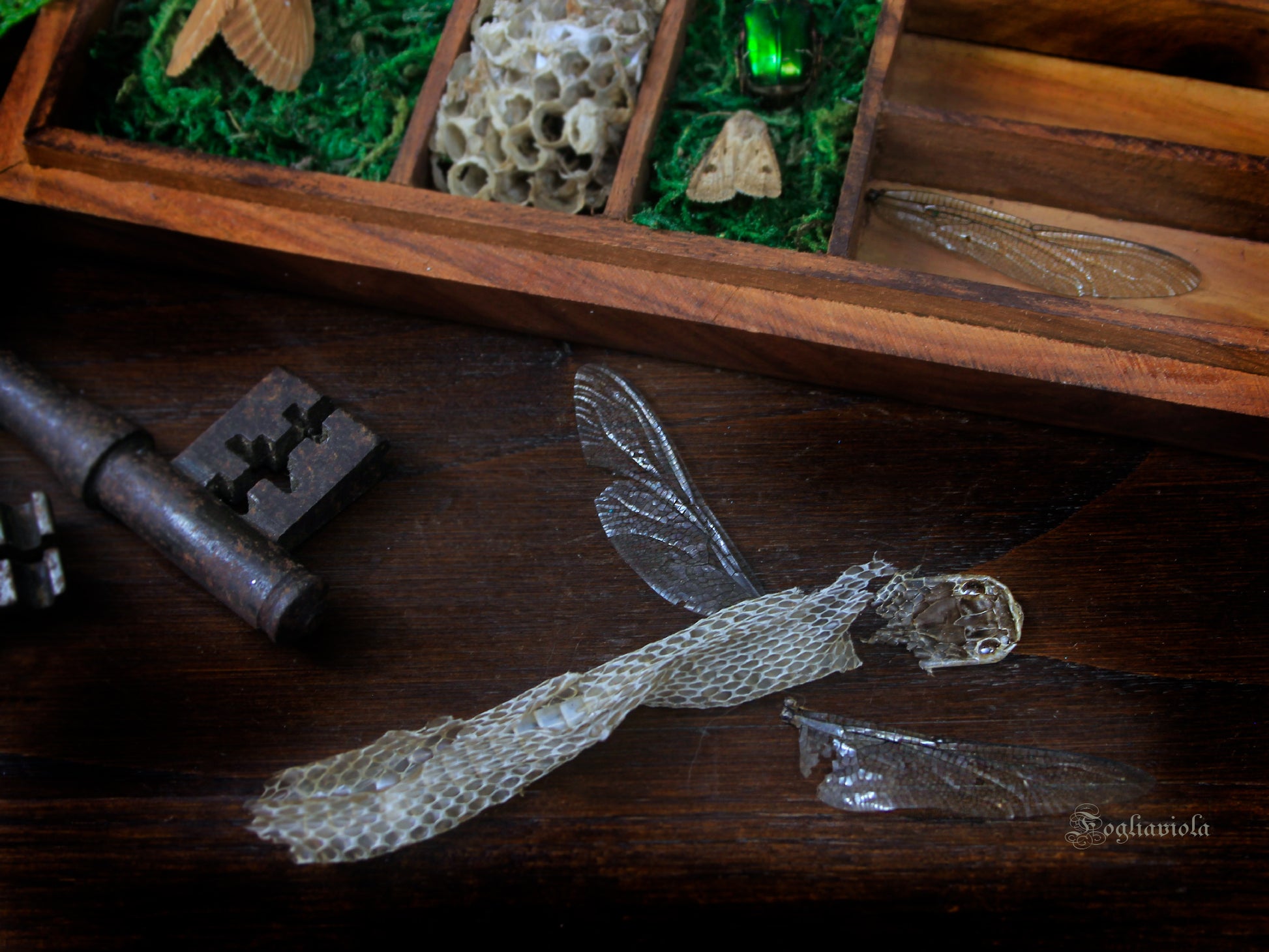 particolare si muta di serpente con tanto di testa e ali di libellula per la Wunderkammer  di Fogliaviola