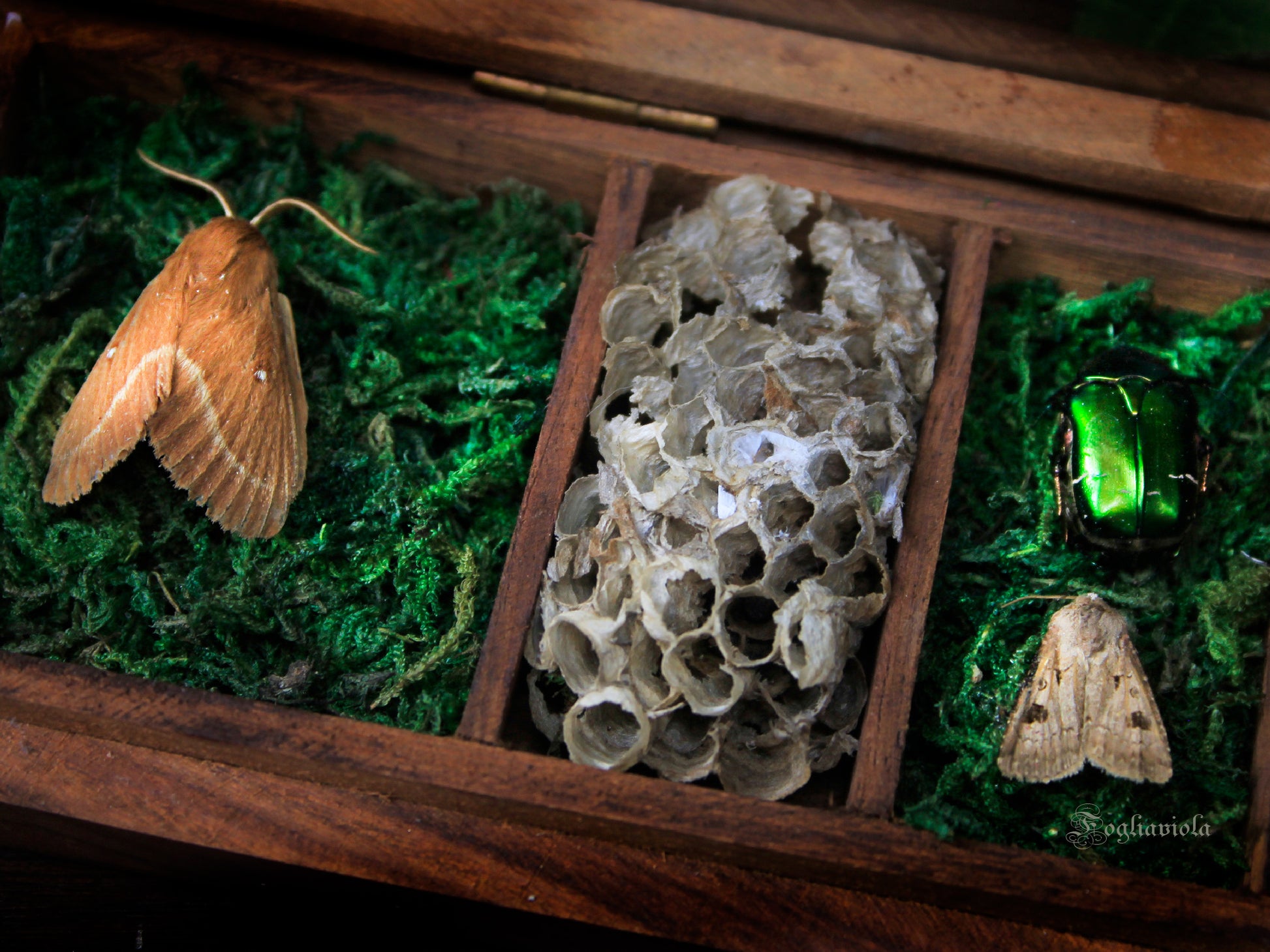 particolare della cabina delle curiosità con resti animali tra falene e coleotteri di Fogliaviola