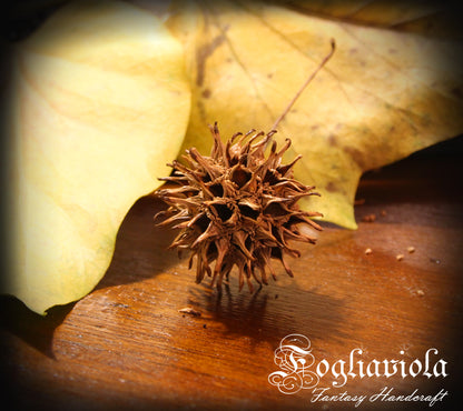 Witch Burrs (Palle della Strega)